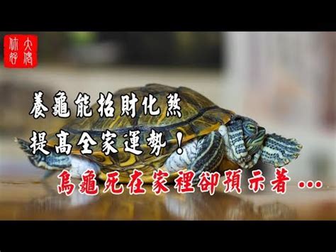 龜風水|【風水烏龜】這幾點風水禁忌最需要注意 